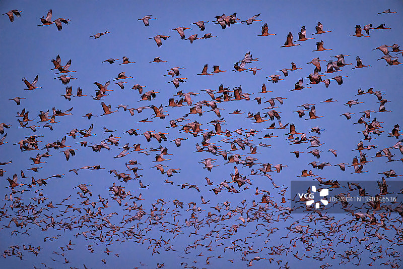 内布拉斯加州吉本附近日出时飞越普拉特河的沙丘鹤图片素材