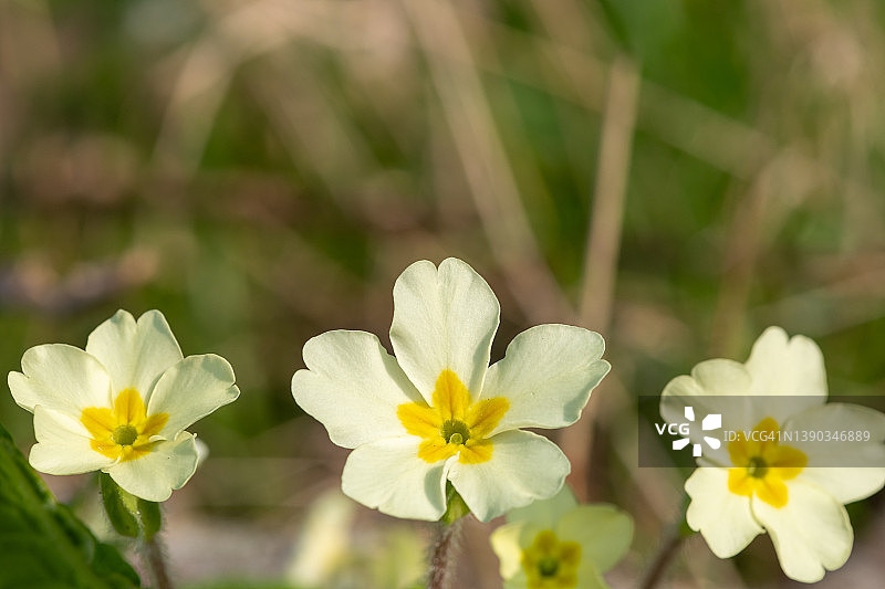 野生报春花图片素材