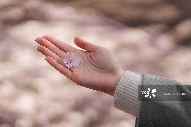 女性手持樱花花瓣的特写图片素材