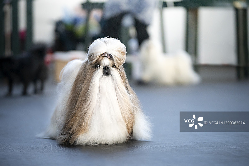 西施犬肖像图片素材