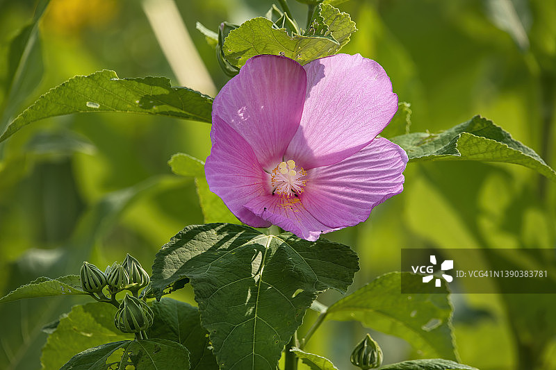 沼泽木槿图片素材