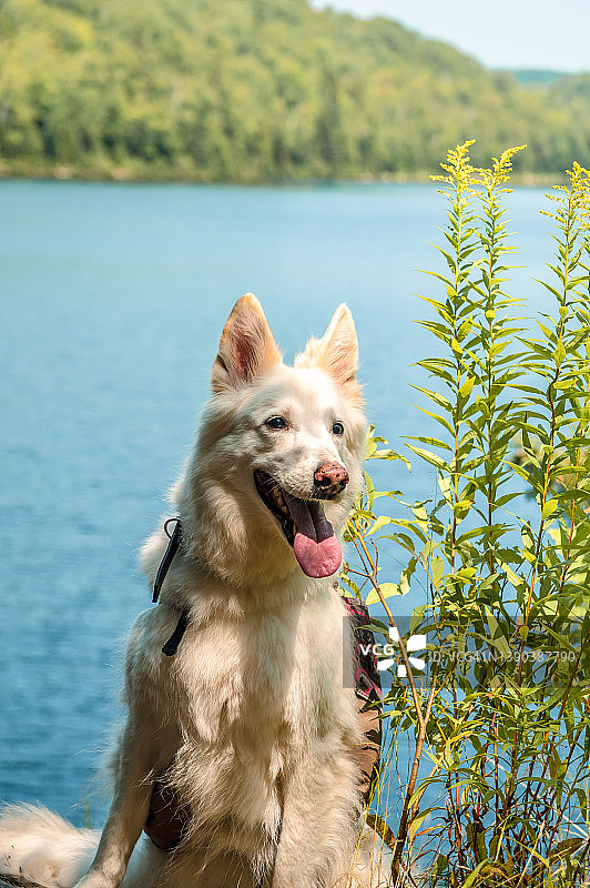 凯尔湖前的白色德国牧羊犬图片素材