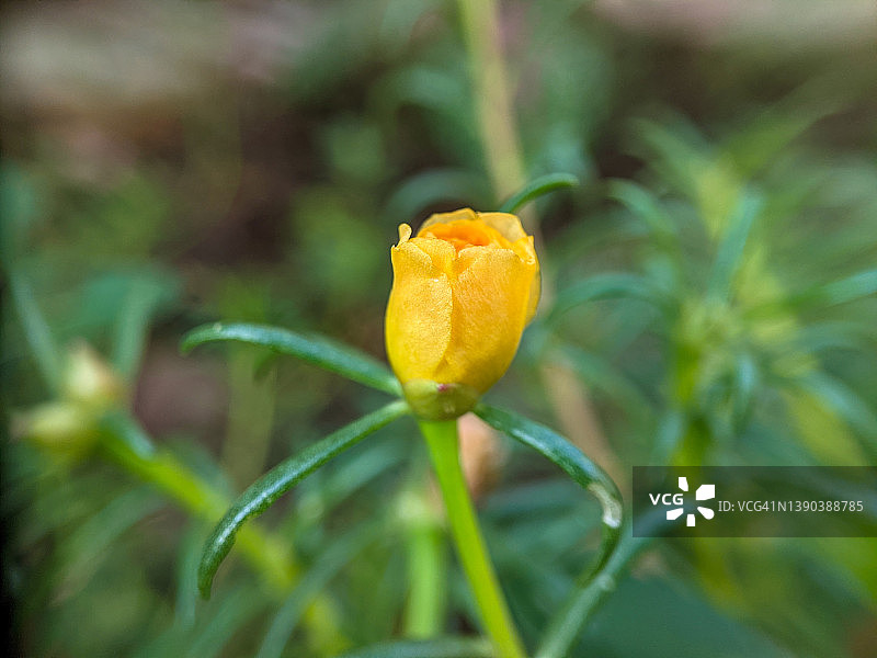 院子里的植物和花卉图片素材