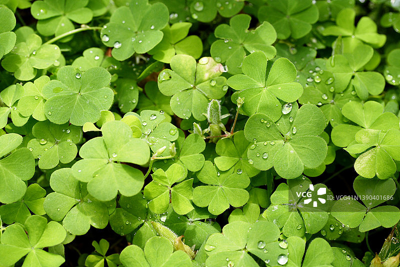 三叶草背景特写图片素材