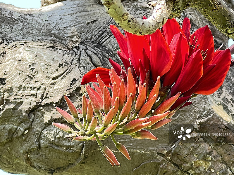 冲绳县那霸市公园里盛开的刺桐花图片素材