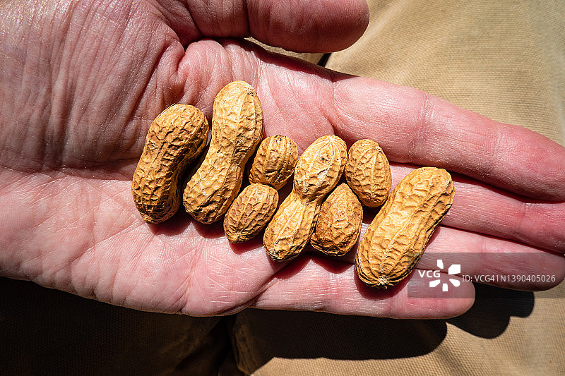 手拿烤花生图片素材