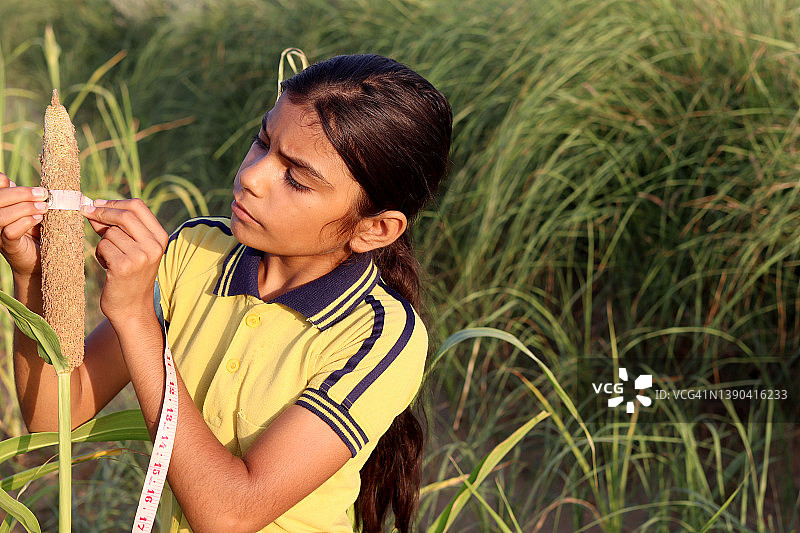 春天，在田野里测量大麦的女人图片素材