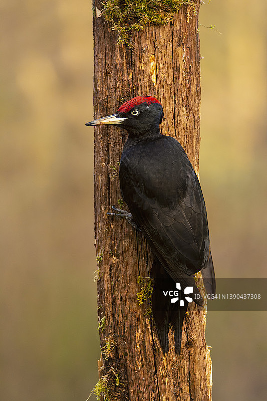 黑啄木鸟栖息在干燥的树枝上图片素材