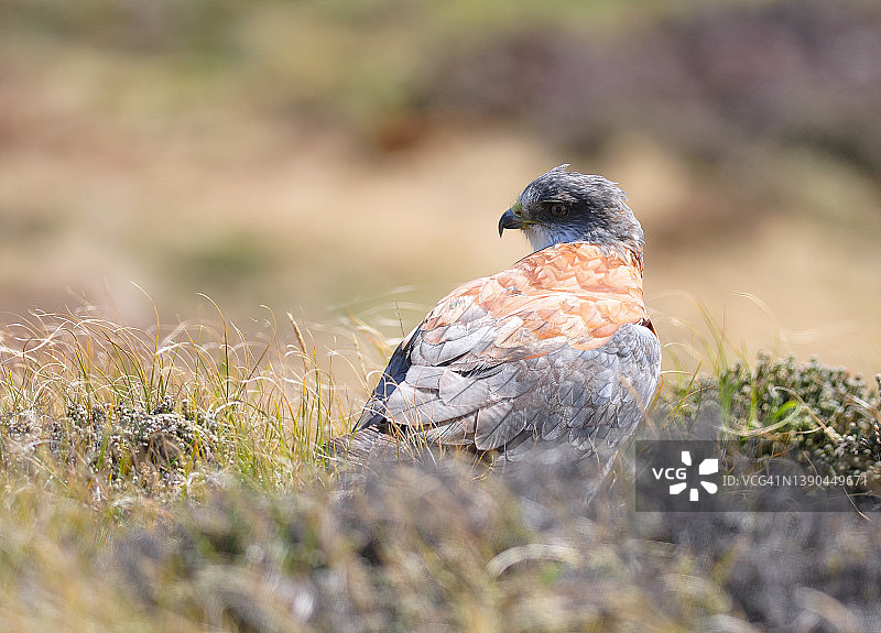 红背隼图片素材