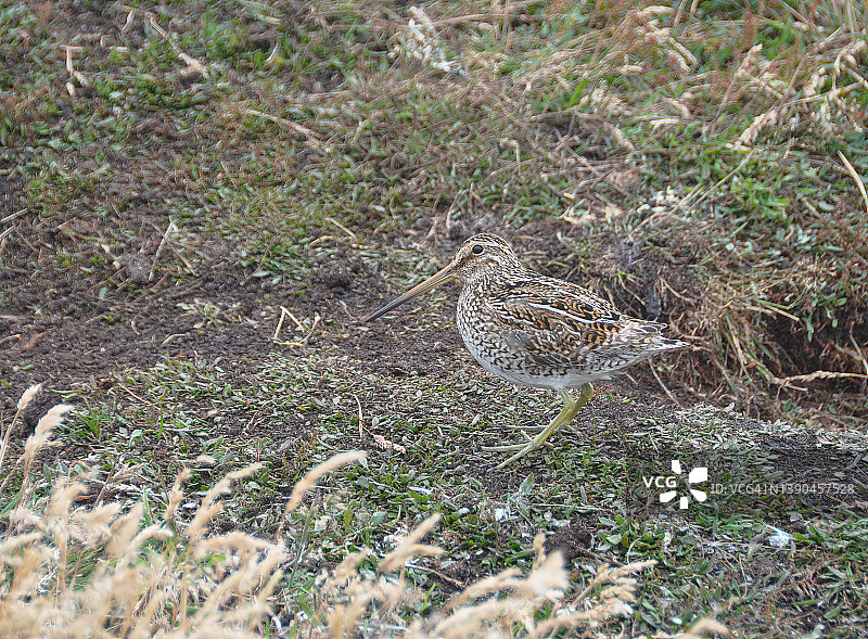 麦哲伦扇尾沙锥图片素材