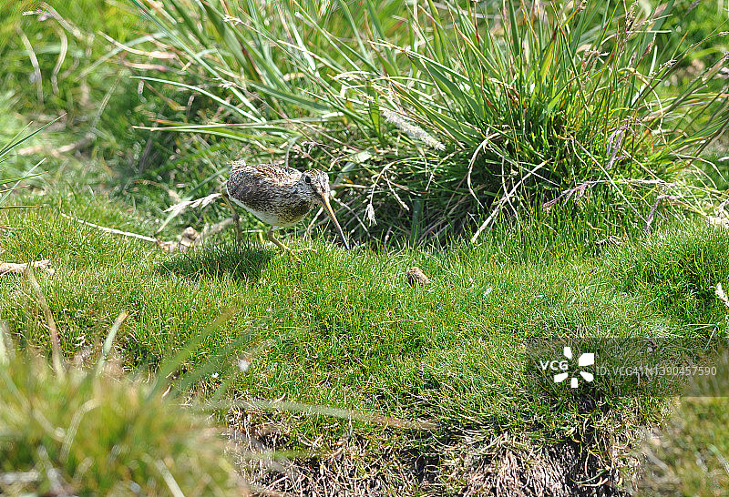 麦哲伦扇尾沙锥图片素材