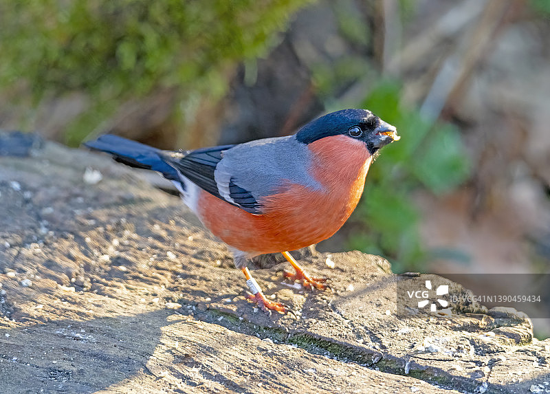 日出时分，原木上的红腹灰雀图片素材