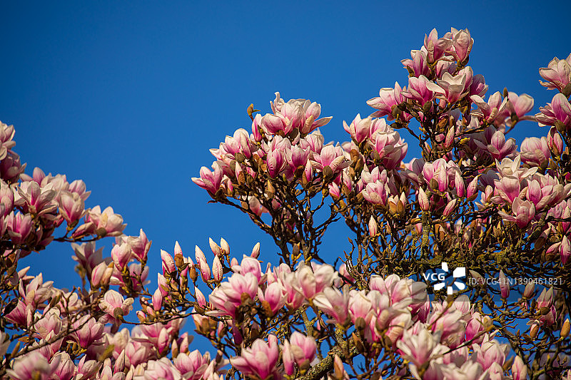 春天公园里的玉兰花图片素材