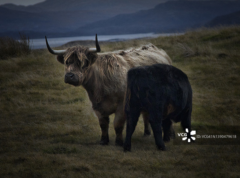 高地牛图片素材