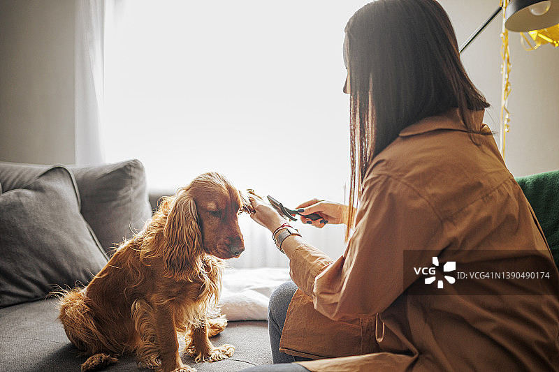 女人梳理可卡犬图片素材