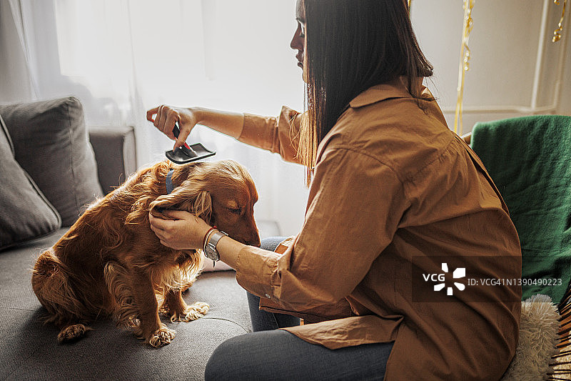 女人梳理可卡犬图片素材