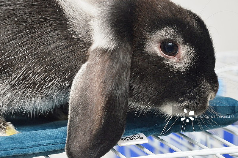 垂耳家兔图片素材