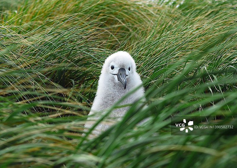 草丛中的信天翁幼鸟图片素材