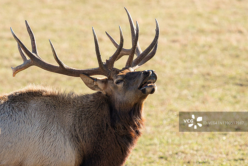 正在吼叫的雄性马鹿图片素材