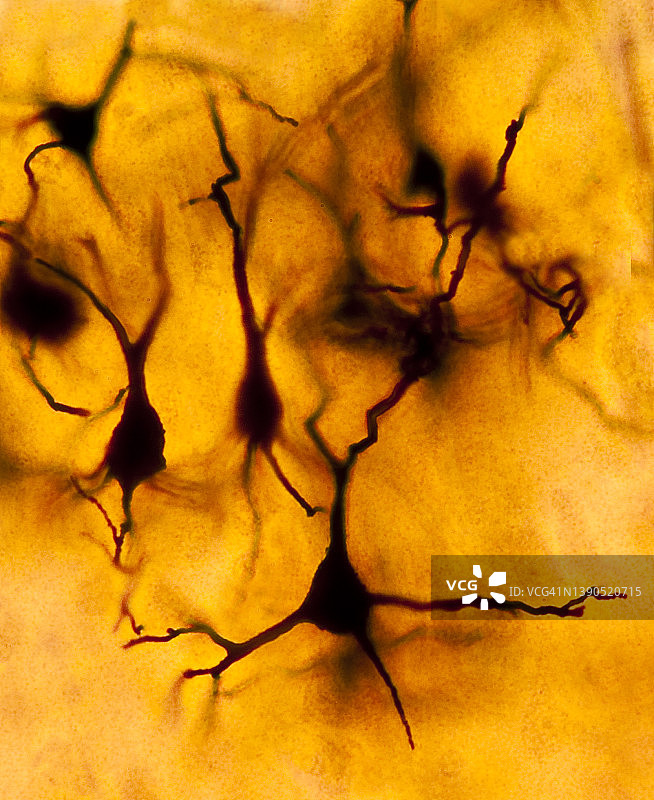 大脑皮层中的神经元（锥体细胞），200倍图片素材