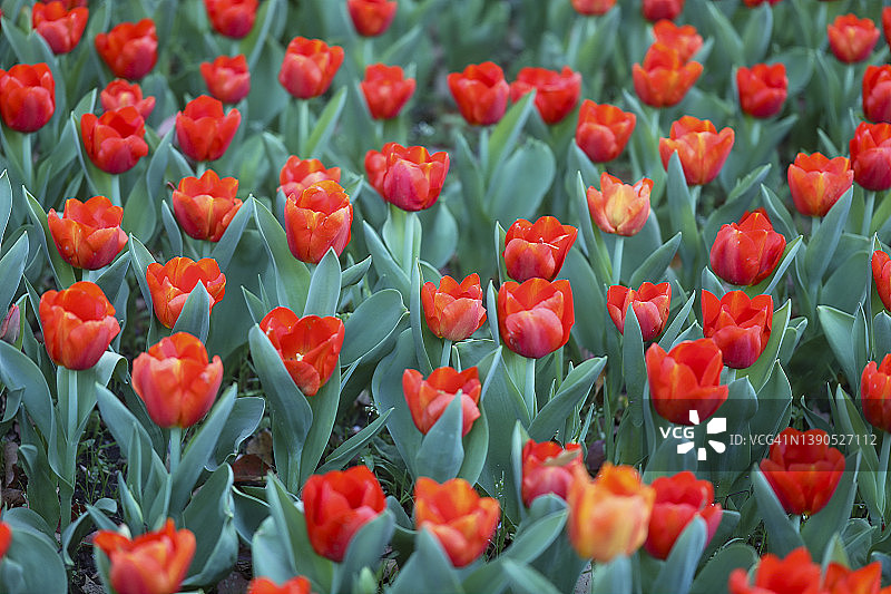 横滨郁金香节图片素材