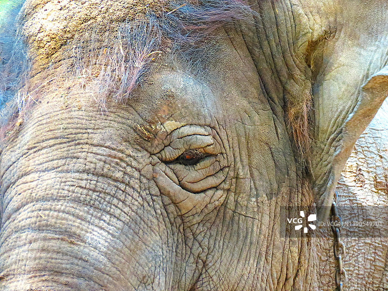 大象画像图片素材