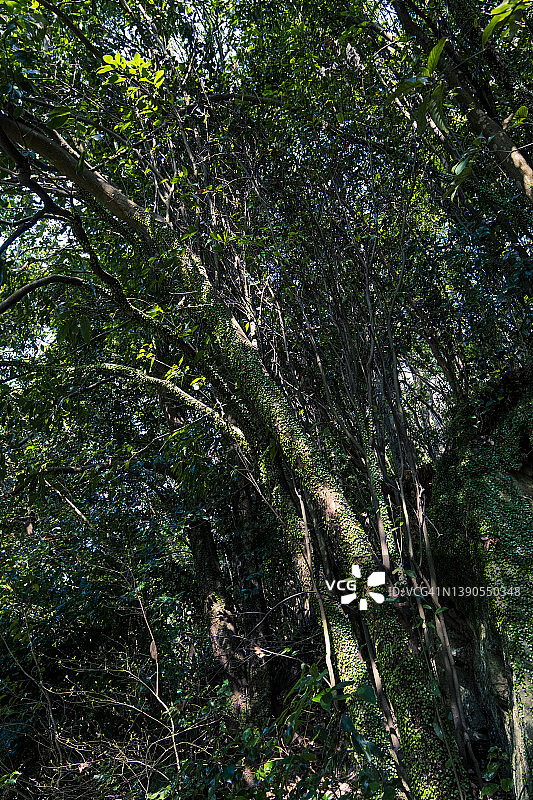 树干覆盖绿色常春藤叶图片素材
