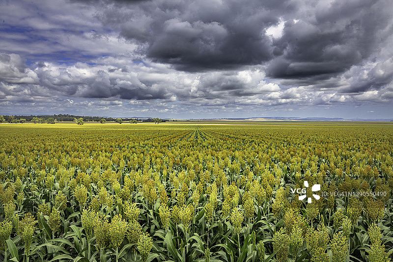 高粱作物图片素材