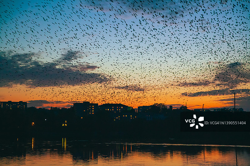 大群黑鸟飞过天空图片素材