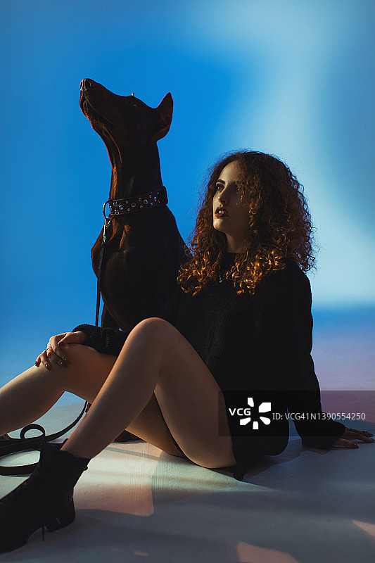 演播室蓝色背景下，带着血统杜宾犬的卷发红发女孩看着镜头。时尚模特。美丽肖像。长发。宠物。黑狗。哥特。彩色灯光。艺术与创意图片素材