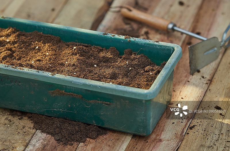 播种卡宴辣椒种子图片素材