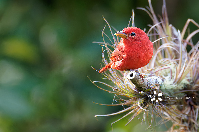 红雀雄鸟图片素材