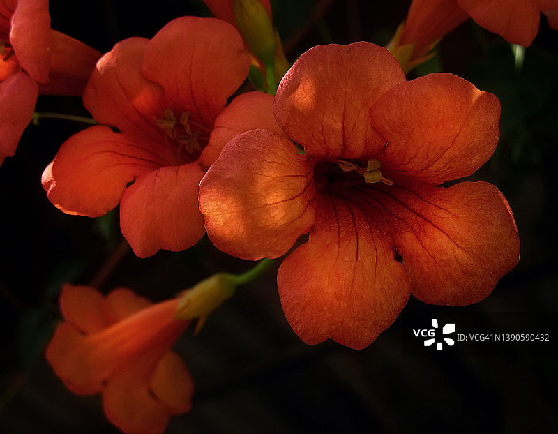 深色背景上的凌霄花图片素材