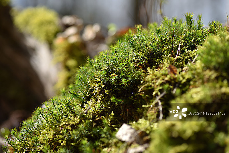 苔藓覆盖图片素材