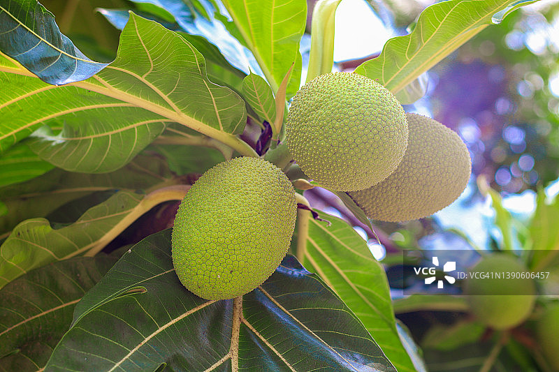 菠萝蜜果实图片素材