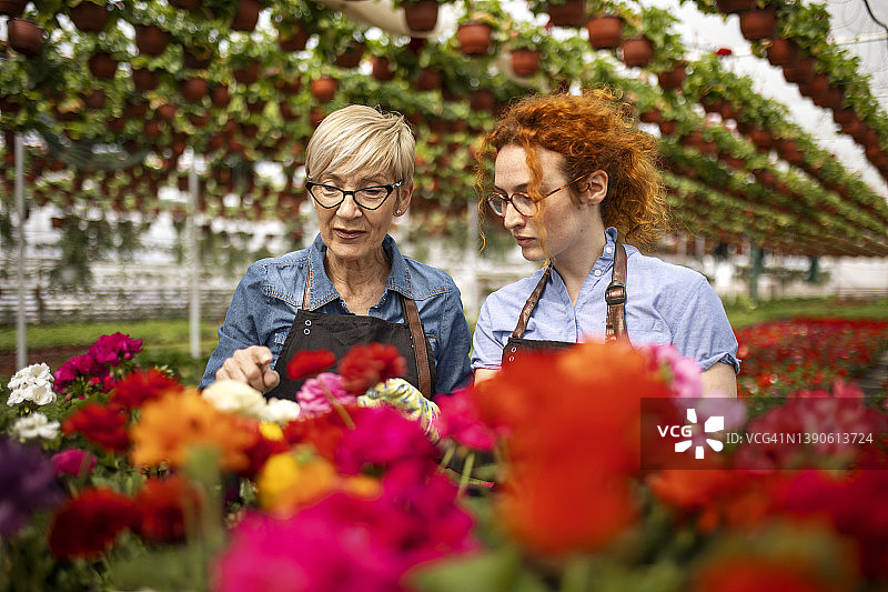花卉温室里的花艺师图片素材