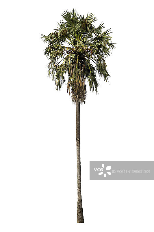 白色背景中独立的糖棕榈树（带裁剪路径）图片素材