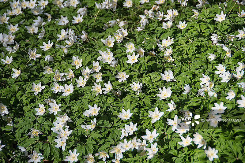 白色银莲花图片素材