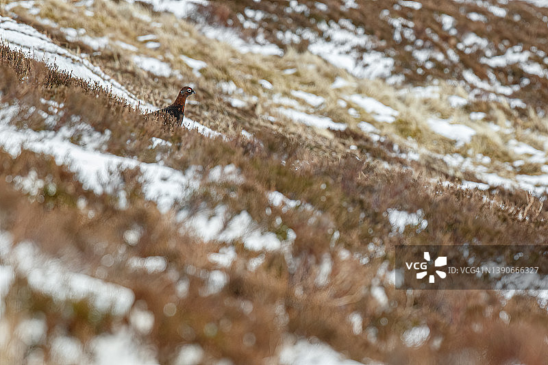 雪地里休息的雄性红松鸡图片素材