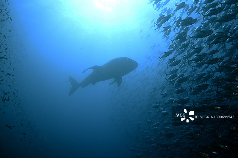 鲸鲨觅食图片素材
