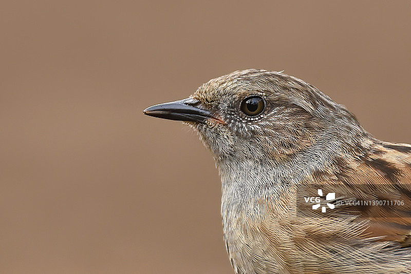 欧亚 hedge雀（篱雀）肖像图片素材