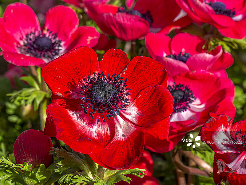 银莲花特写图片素材