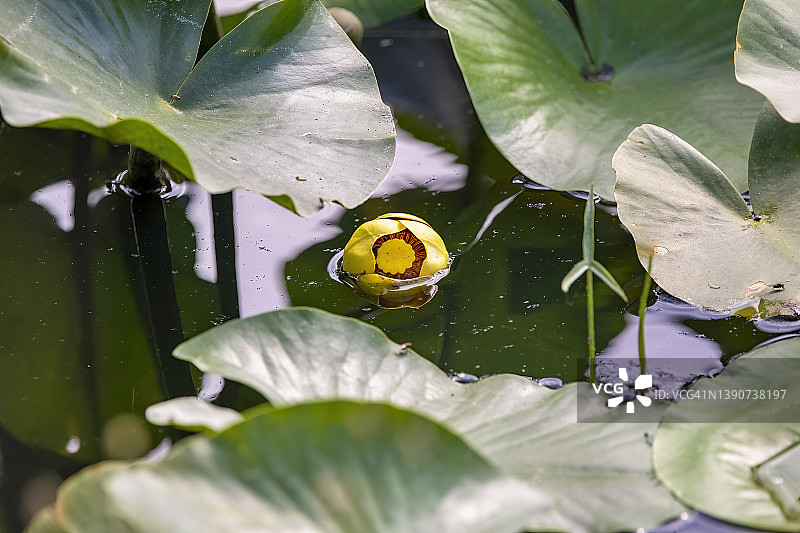 白兰地瓶睡莲图片素材