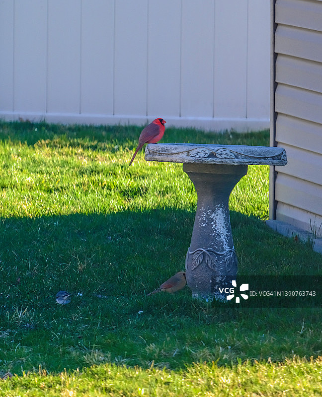 春天的红雀图片素材