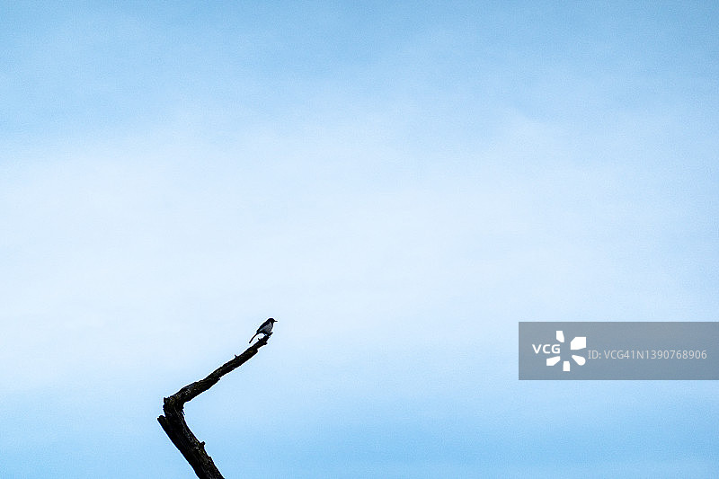 在枯树上的蓝松鸦图片素材