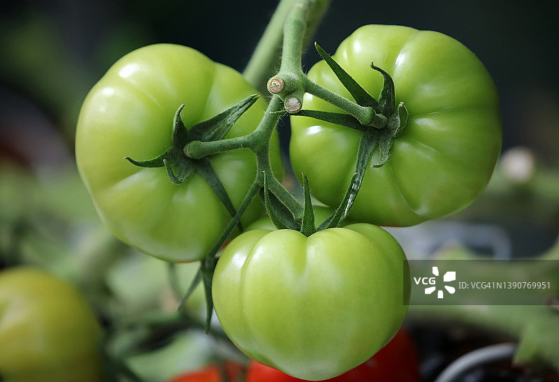 藤蔓上生长的成熟新鲜绿色番茄图片素材
