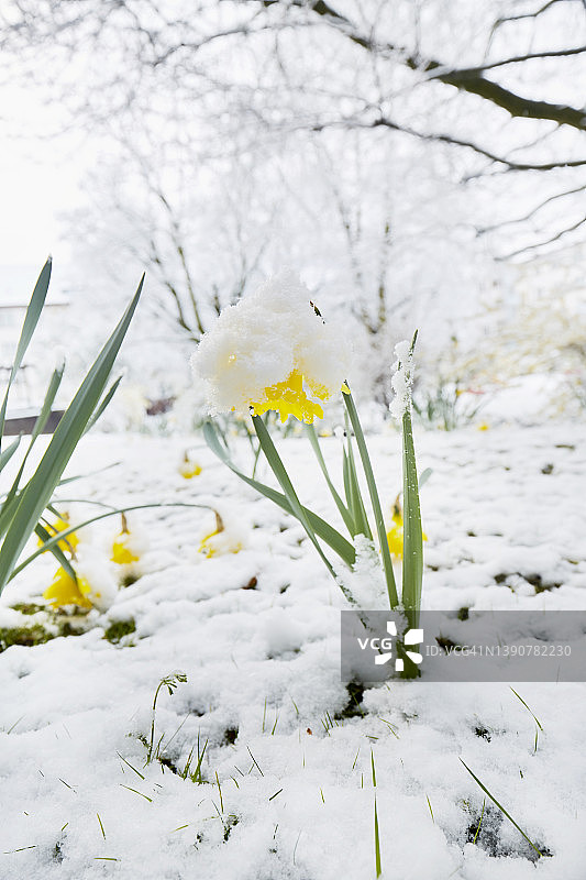 冬季草地上被雪覆盖的水仙花图片素材