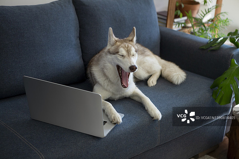 无聊的狗与笔记本电脑图片素材