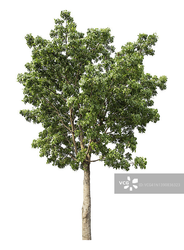 隔离在白色背景下的大型绿色树木图片素材