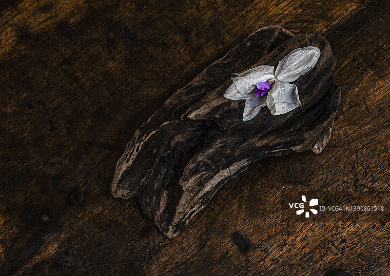 枯萎的兰花在木桩上图片素材